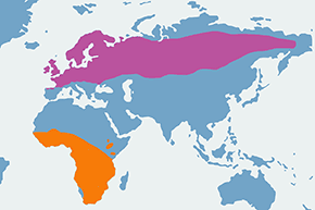 Piecuszek - mapa występowania na świecie