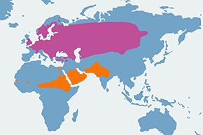 Piegża - mapa występowania na świecie
