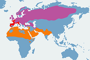 Pierwiosnek - mapa występowania na świecie