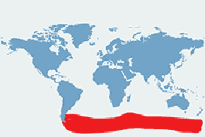 Pingwin królewski - mapa występowania na świecie