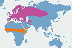 Pleszka (zwyczajna) - mapa występowania na świecie