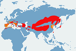 Płochacz halny – mapa występowania na świecie