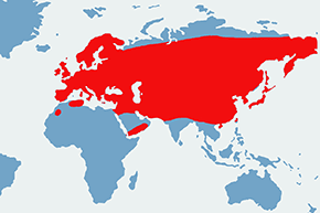 Płochacze - mapa występowania na świecie