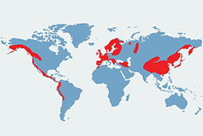 Pluszcz zwyczajny - mapa występowania na świecie