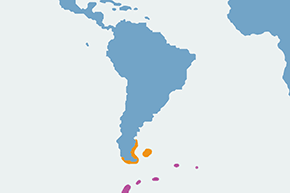 Pochwodziób żółtodzioby – mapa występowania na świecie