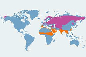 Podróżniczek - mapa występowania na świecie