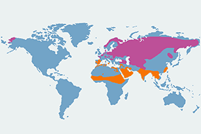 Podróżniczek – mapa występowania na świecie