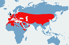 Pójdźka (zwyczajna) - mapa występowania na świecie