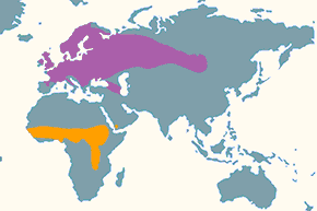 Pokląskwa - mapa występowania na świecie