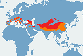 Pomurnik - mapa występowania na świecie