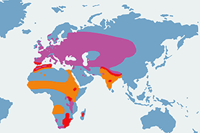 Przepiórka (zwyczajna) – mapa występowania na świecie