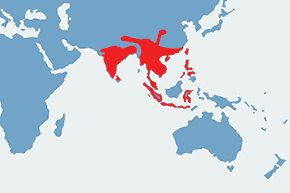 Przepiórnik prążkowany – mapa występowania na świecie