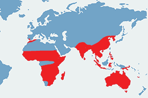 Przepiórnik prążkowany - mapa występowania na świecie