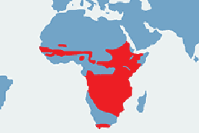 Puchacz mleczny - mapa występowania na świecie