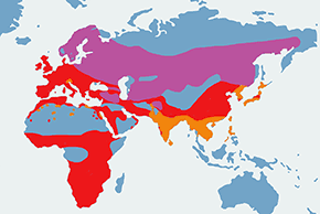 Pustułka (zwyczajna) - mapa występowania na świecie