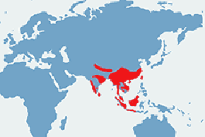 Puszczyk brunatny - mapa występowania na świecie