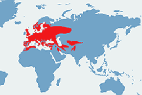 Puszczyk (zwyczajny) - mapa występowania na świecie