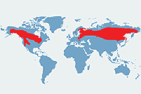 Puszczyk mszarny - mapa występowania na świecie