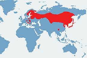 Puszczyk uralski - mapa występowania na świecie