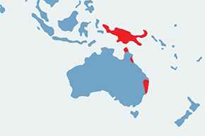 Cudowronka krasnopióra - mapa występowania na świecie