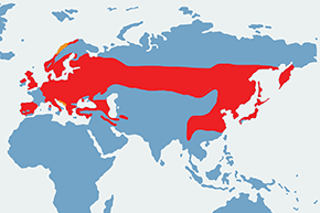 Raniuszek, raniuszek zwyczajny – mapa występowania na świecie
