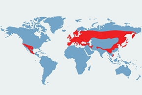 Raniuszek, raniuszek zwyczajny - mapa występowania na świecie