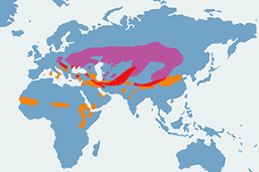 Raróg (zwyczajny) – mapa występowania na świecie