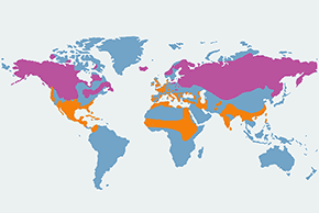 Rożeniec - mapa występowania na świecie