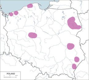 Rożeniec – mapa występowania w Polsce