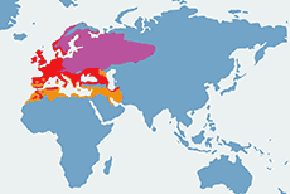 Rudzik - mapa występowania na świecie