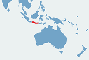 Ryżowiec siwy - mapa występowania na świecie
