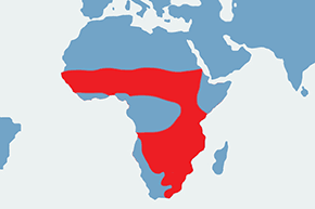Sierpodudek purpurowy - mapa występowania na świecie