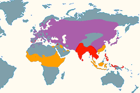 Sieweczka rzeczna – mapa występowania na świecie