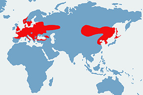 Sikora uboga - mapa występowania na świecie