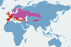 Siniak - mapa występowania na świecie