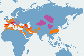Siwerniak – mapa występowania na świecie