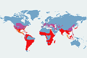Ślepowron (zwyczajny) – mapa występowania na świecie