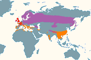 Słonka (zwyczajna) - mapa występowania na świecie