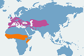 Słowik rdzawy - mapa występowania na świecie