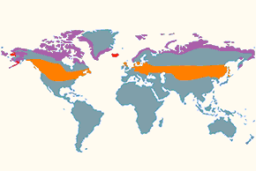 Śnieguła - mapa występowania na świecie