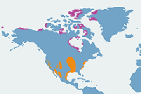 Śnieżyca duża – mapa występowania na świecie