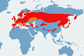 Sosnówka – mapa występowania na świecie