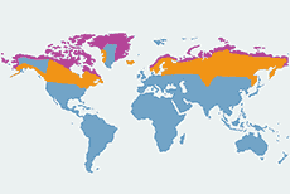 Puchacz śnieżny – mapa występowania na świecie