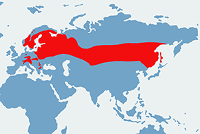 Sóweczka (zwyczajna) – mapa występowania na świecie