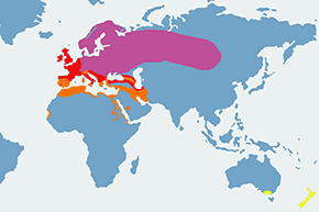 Śpiewak - mapa występowania na świecie