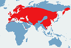 Sroka (zwyczajna) – mapa występowania na świecie
