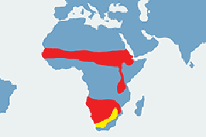 Struś czerwonoskóry - mapa występowania na świecie