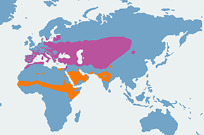 Świergotek polny – mapa występowania na świecie