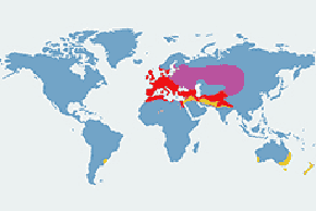Szczygieł - mapa występowania na świecie
