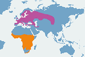 Trzmielojad - mapa występowania na świecie